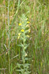 Yellow glandweed